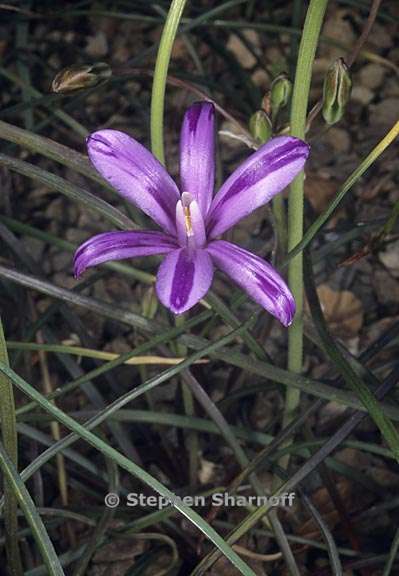 brodiaea appendiculata 1 graphic